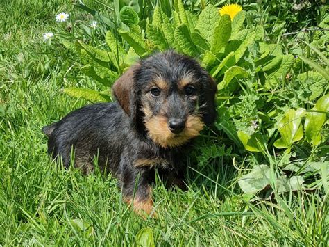 Chiot Elevage Du Logis De Beaumanoir Eleveur De Chiens Teckel Poil Dur