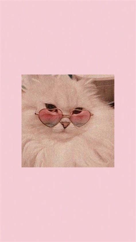 Aesthetic Cat iPhone Wallpapers - Top Free Aesthetic Cat iPhone ...