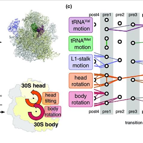 A Scheme Of The Ribosome Exit Tunnel With Several Proteins