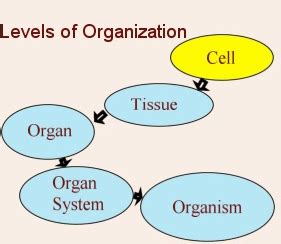 #16: Tissues, Organs and organ Systems | Biology Notes for IGCSE 2014 ...