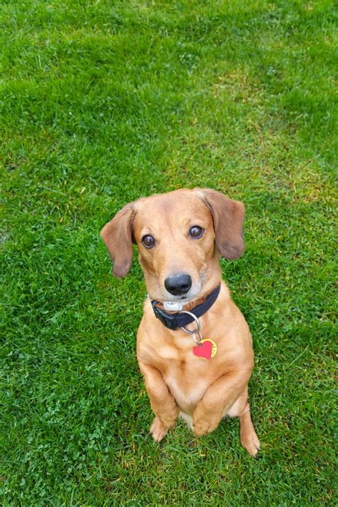 Dog Standing On Grass Free Stock Photo - Public Domain Pictures