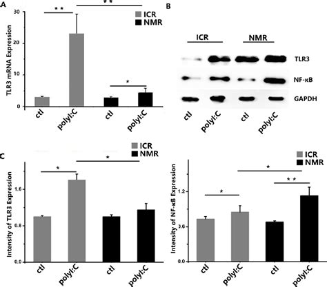 Figure From Comparative Study Of Macrophages In Naked Mole Rats And