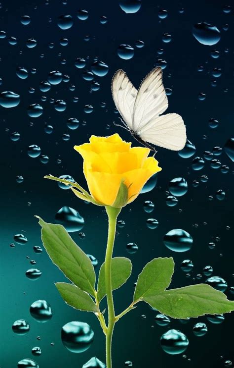 A White Butterfly Sitting On Top Of A Yellow Flower With Water Droplets