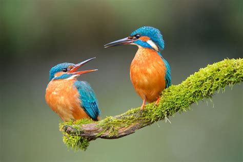 IJsvogel van IJsvogels nl Corné van Oosterhout op canvas behang en