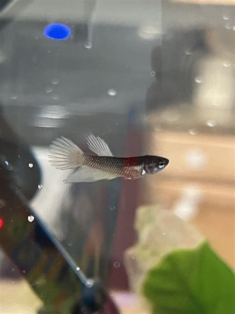 Baby Betta Fish