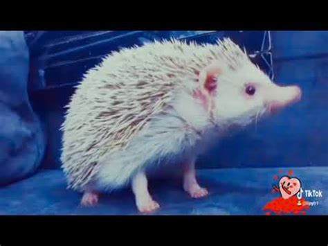 Hedgehog Ouriço Pigmeu Africano YouTube