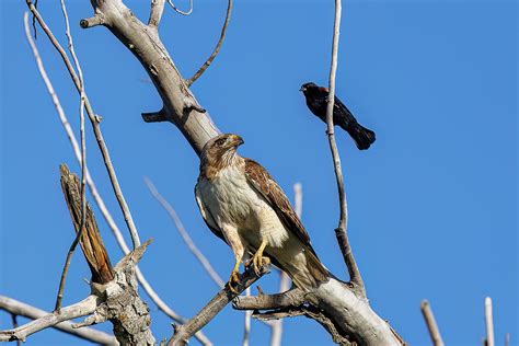 Red Tailed Hawk And Red Winged Blackbird In A Standoff Photograph By