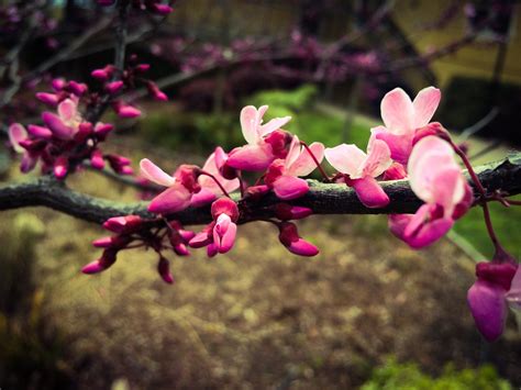 Rainy Day Flowers – jverkamp.com