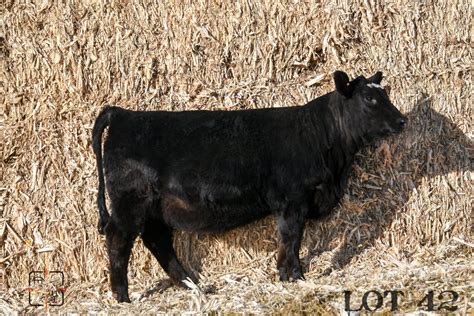 Lot 42 L69 | onthemarkbull.com