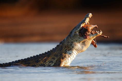Meet 'Gustave' — The World's Most Dangerous Crocodile with 200+ Rumored
