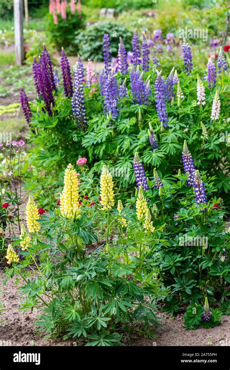 Marisma Lupino Lupinus Polyphyllus Fotografías E Imágenes De Alta