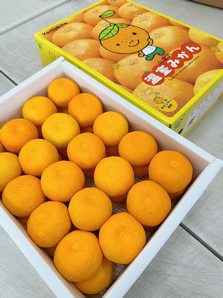 日本高知縣山北溫室蜜柑25 32入約25kg 全威進口水果