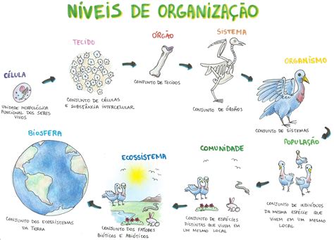 Mapa Mental Niveis De Organização Dos Seres Vivos BRAINCP