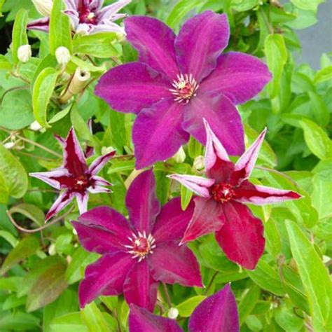 Clematis Stasik Patens Group Order Online In Eu Directly From Holland