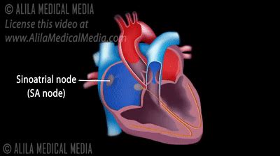 Heart Conduction System GIF