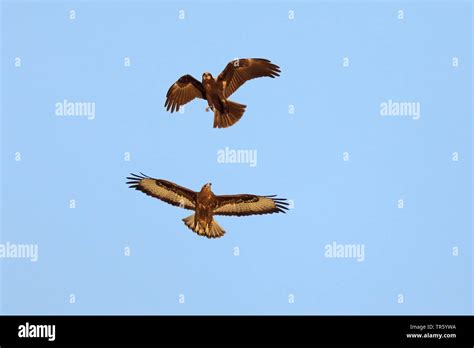 Buzzards And Harriers Hi Res Stock Photography And Images Alamy