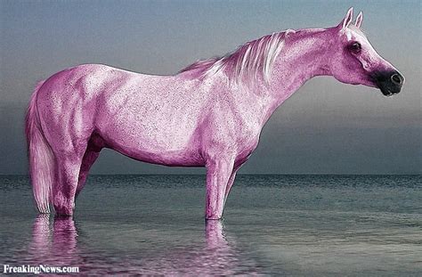 🔥 Download Pink Horse Pictures By Christinec83 Pink Horse Wallpapers