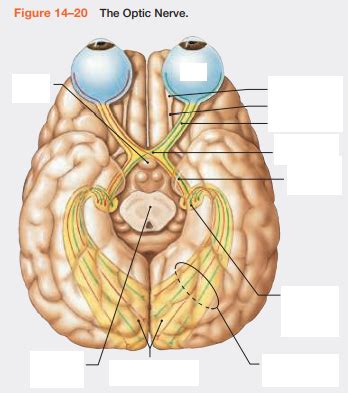 The Optic Nerve (II) Diagram | Quizlet