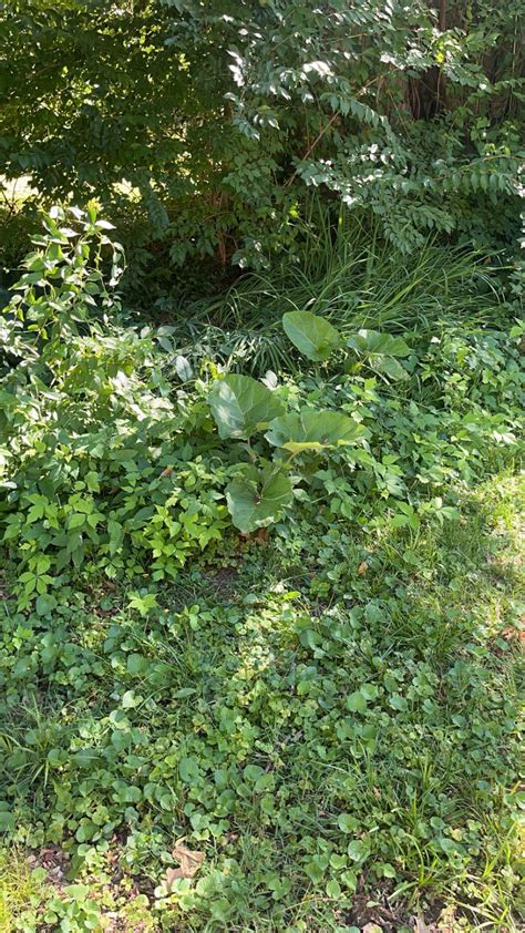 Poison Ivy Growing Around Rhubarb : r/foraging