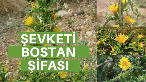 Evketi Bostan Nedir Evketi Bostan Faydalar Nelerdir Bostanotu