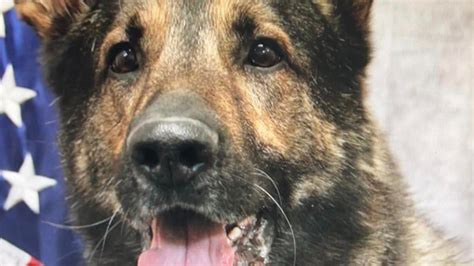 K 9 Kato Retires After 7 Years With Piatt County Sheriff