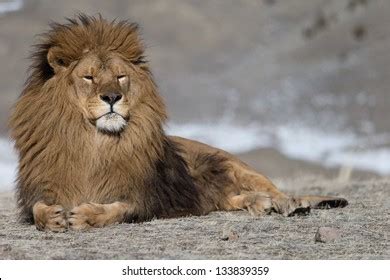 797 Lion Atlas Images, Stock Photos, 3D objects, & Vectors | Shutterstock