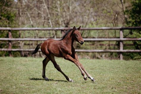 Le Haras Des Coudrettes Mika Express HDC