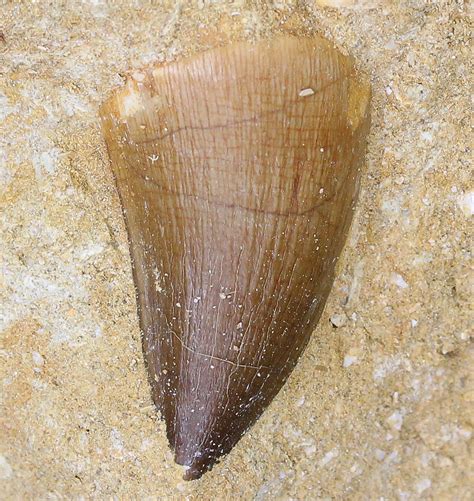 Two 1 4 Mosasaur Prognathodon Teeth In Matrix 18753 For Sale