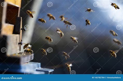 Colmeia Da Abelha Abelha Que Produz O Mellifera Dos Apis Foto De