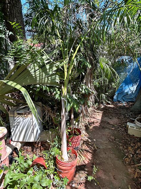 Palmera Real - Plants, Seeds & Bulbs - Mérida, Yucatan | Facebook