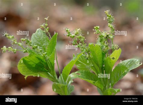 Dogs Mercury Mercurialis Perennis Blooming Male Plant Germany