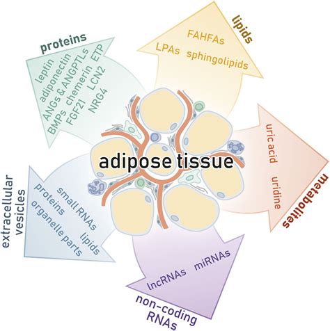 Beyond Adiponectin And Leptin Adipose Tissue Derived Mediators Of