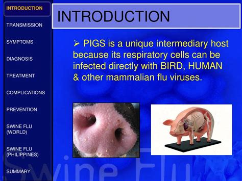 Ppt The Swine Flu Powerpoint Presentation Free Download Id4257843