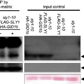 HA SLY1 And HA SNE Fusion Proteins Interact With DELLA RGA And CUL1