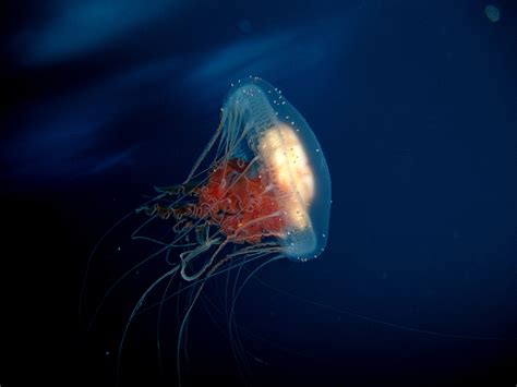 Jellyfish in antarctic waters image - Free stock photo - Public Domain photo - CC0 Images