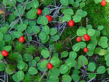 Partridgeberry With Fruit
