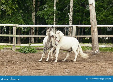 Two White Horses Running Playing And Having Fun Together Stock Image