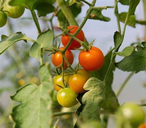 How To Grow Organic Cherry Tomato Plants Growing Cherry Tomatoes Naturebring