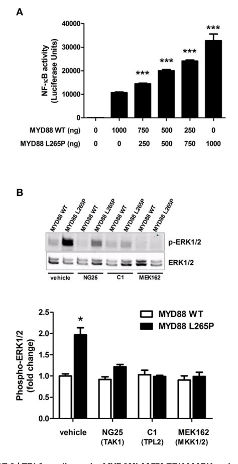 Figure 2 From Gain Of Function Mutations In The Toll Like Receptor