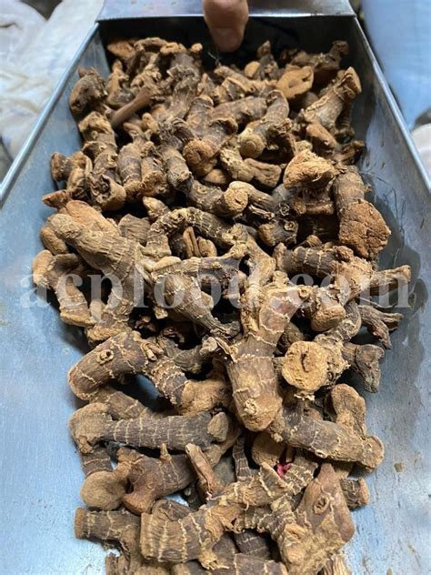 Buy Greater Galangal Root Bulk Alpinia Galanga Khulanjan