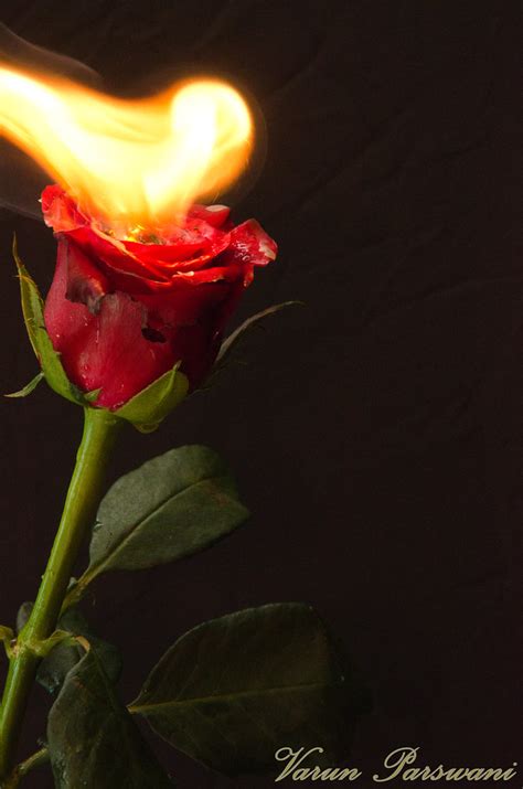 Burning Rose Varun Parswani Flickr