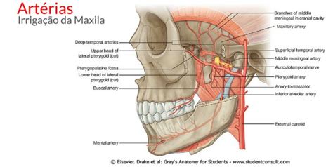 Anatomia Da Maxila OdontoUp Seio Maxilar Nervos Seios Paranasais