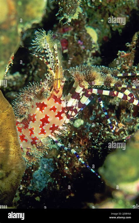 Common Marble Shrimp Saron Marmoratusat Night Maldives Indian