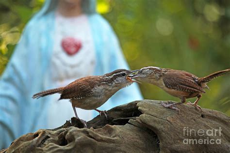 Mother Wren Feeding Juvenile Wren Photograph by Luana K Perez