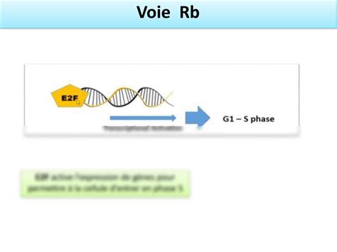 Solution Signalling Pathway Voies De Signalisation Et Cancer Studypool