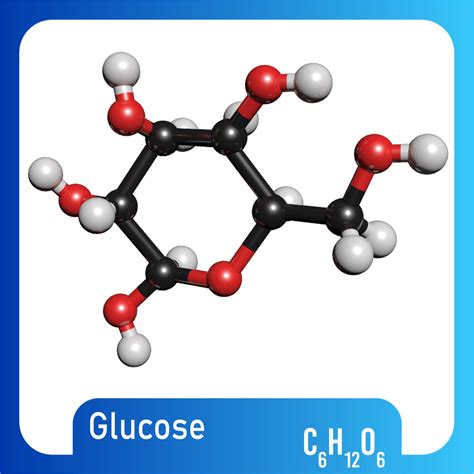 Glucose Model