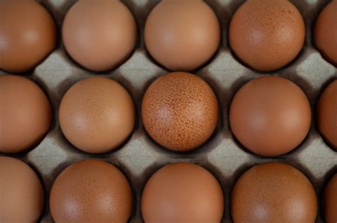 Oeufs de poule placés sur un plateau d oeufs Fermer Photo Gratuite