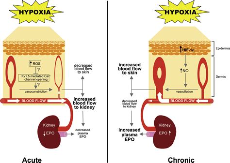 Epidermal Sensing Of Oxygen Is Essential For Systemic Hypoxic Response