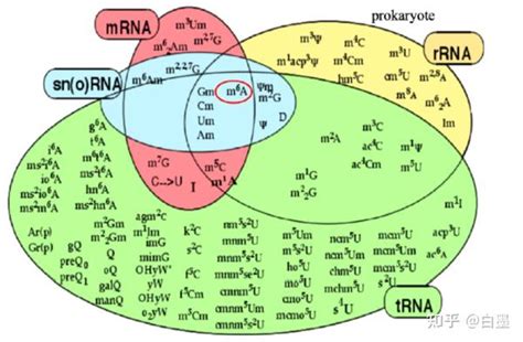 一文读懂 Rna 表观修饰 知乎