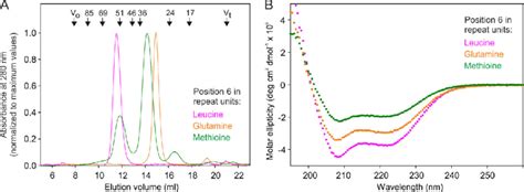 (A) Gel filtration analysis of proteins containing seven repeat units ... 